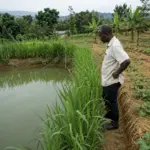Farmer stands beside a reflective pond on a vegetable farm, inspecting the irrigation channel with tall grasses along the bank.