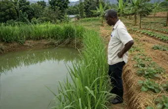 Farmer stands beside a reflective pond on a vegetable farm, inspecting the irrigation channel with tall grasses along the bank.